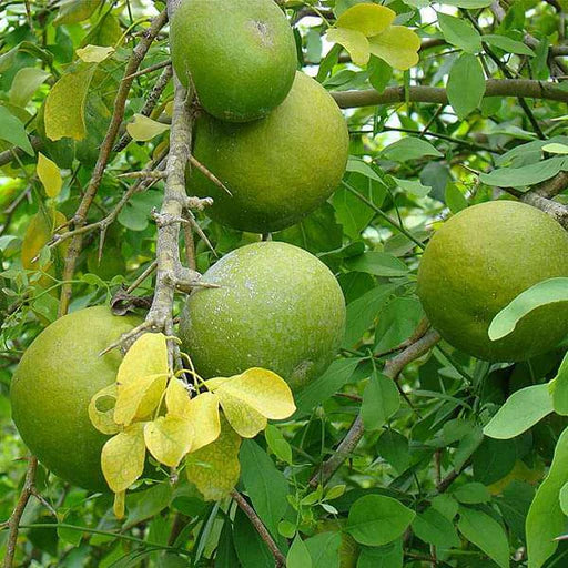 Green Aegle Marmelos Seeds for Planting
