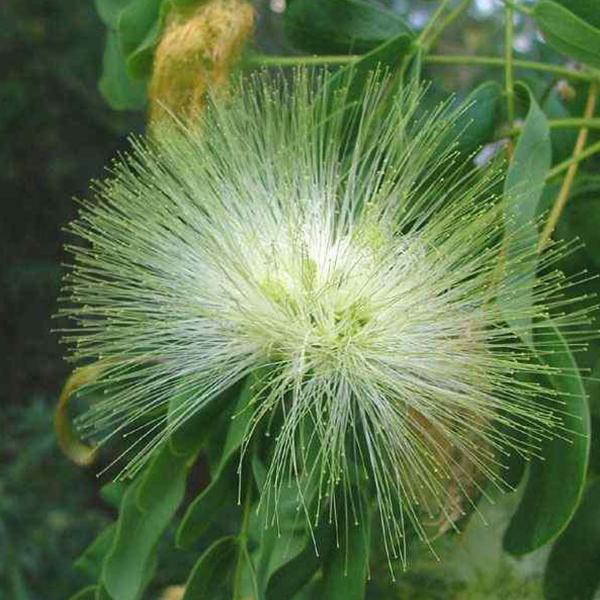 Green Albizia Flower Seeds for Planting Cut Flower Favorite Heirloom & GMO Free Seeds for Home Garden
 
 Sale