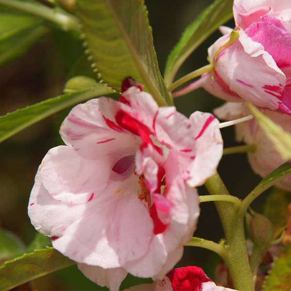 Full Pink Balsamine Flower seeds for Planting - Long Bloom Season, Heirloom & GMO Free Seeds for Home Garden