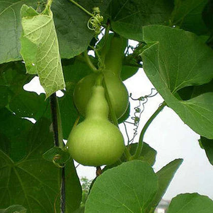 Brown Bottle Gourd Seeds for Vegetable Planting
