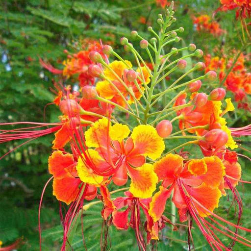 Caesalpinia Flower seeds for Planting Seasonal Bloomer Heirloom & GMO Free Seeds for Home Garden