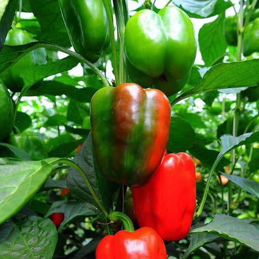 Peperone Dolce California Wonder Seeds for Sweet, Heirloom Peppers