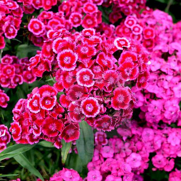Mixed Barbatus Flower Seeds for Vibrant Planting