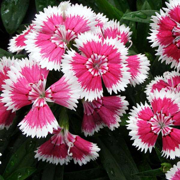 Dianthus Seeds  Grow Vibrant Flowers in Your Garden