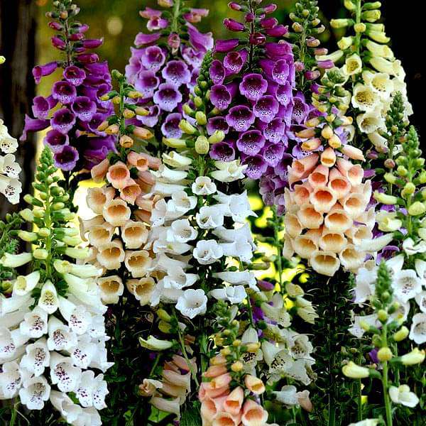 Digitalis Flower seeds for Planting - Shade Tolerant, Heirloom & GMO Free Seeds for Home Garden