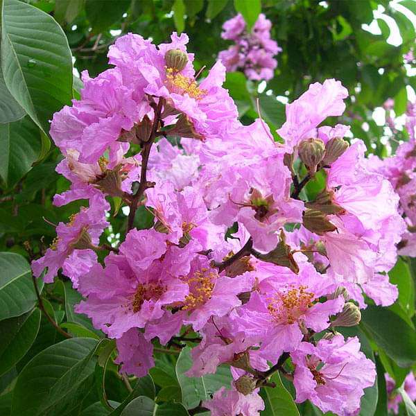 Lagerstroemia Speciosa Lagerstroemia speciosa Tree Seeds for Planting in Garden