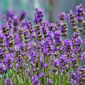 Lavender Fargo Flower seeds for Planting - Hardy Variety, Heirloom & GMO Free Seeds for Home Garden