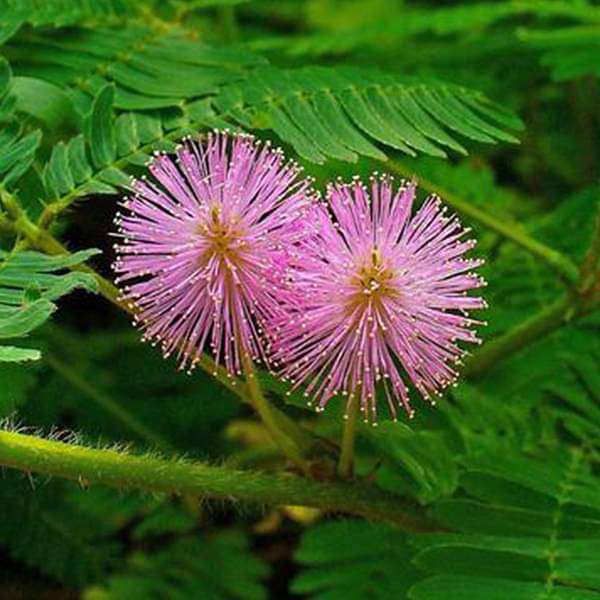 Pink Mimosa Flower seeds for Planting - Garden Favorite, Heirloom & GMO Free Seeds for Home Garden