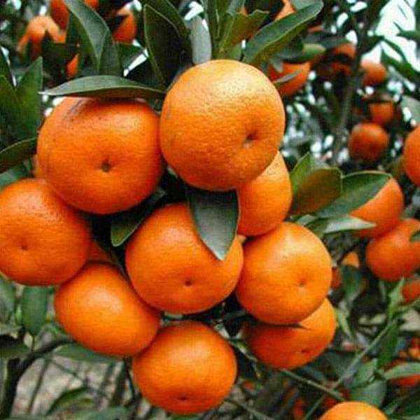 Orange Fruits Seeds - Perfect for Planting and Growing