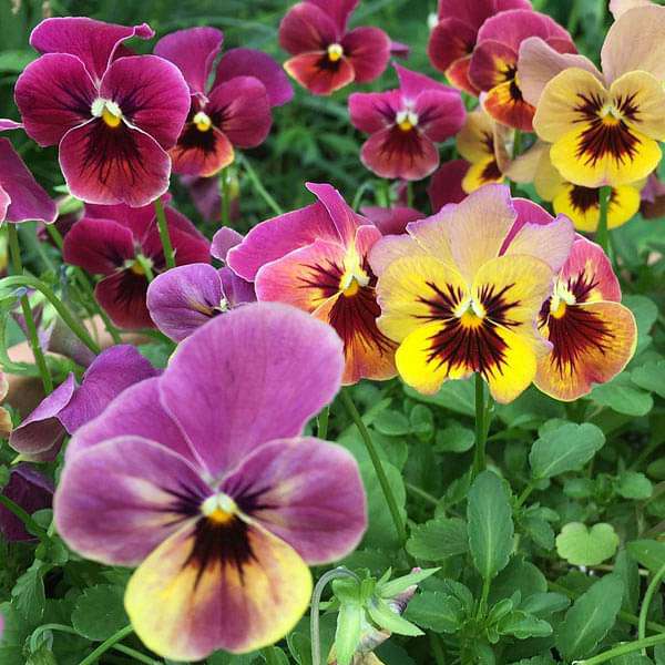 Mixed Pansy Perennial Flower seeds for Planting - Wildflower Mix, Heirloom & GMO Free Seeds for Home Garden