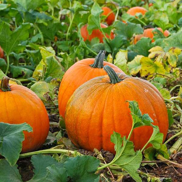 Yellow Jamaican Pumpkin Planting Seeds