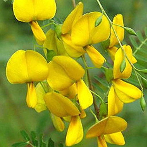 Yellow Sesbania Aculeata Plant Seeds Planting Guide