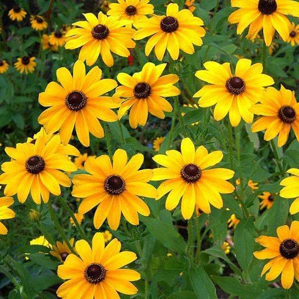 Yellow Rudbeckia Flower seeds for Planting - Cottage Garden Essential, Heirloom & GMO Free Seeds for Home Garden