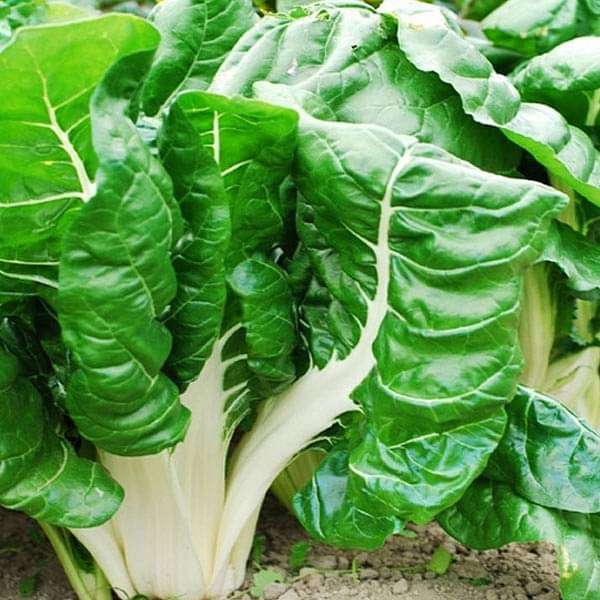 Fordhook Swiss Chard Seeds for Nutritious, Tender Greens