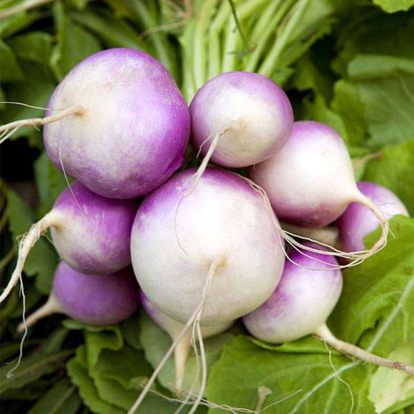Turnip Plant Seeds for Thriving Vegetable Gardens  Perfect for Planting