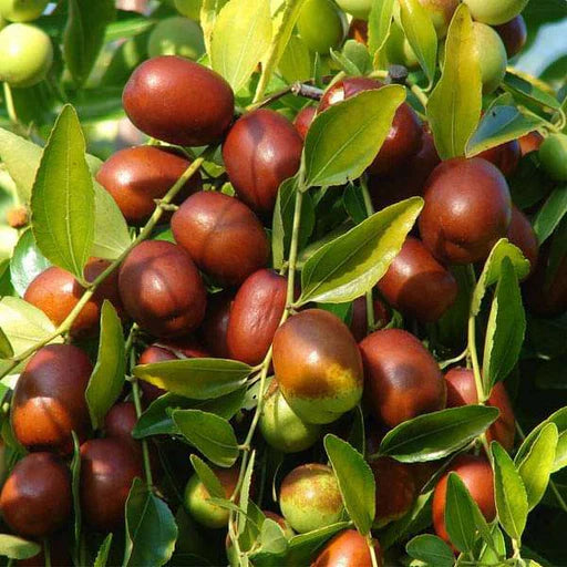 Mixed Jujube Fruit Seeds for Planting
