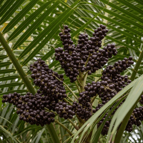 Acai Fruit Seeds Collection for Easy Planting
