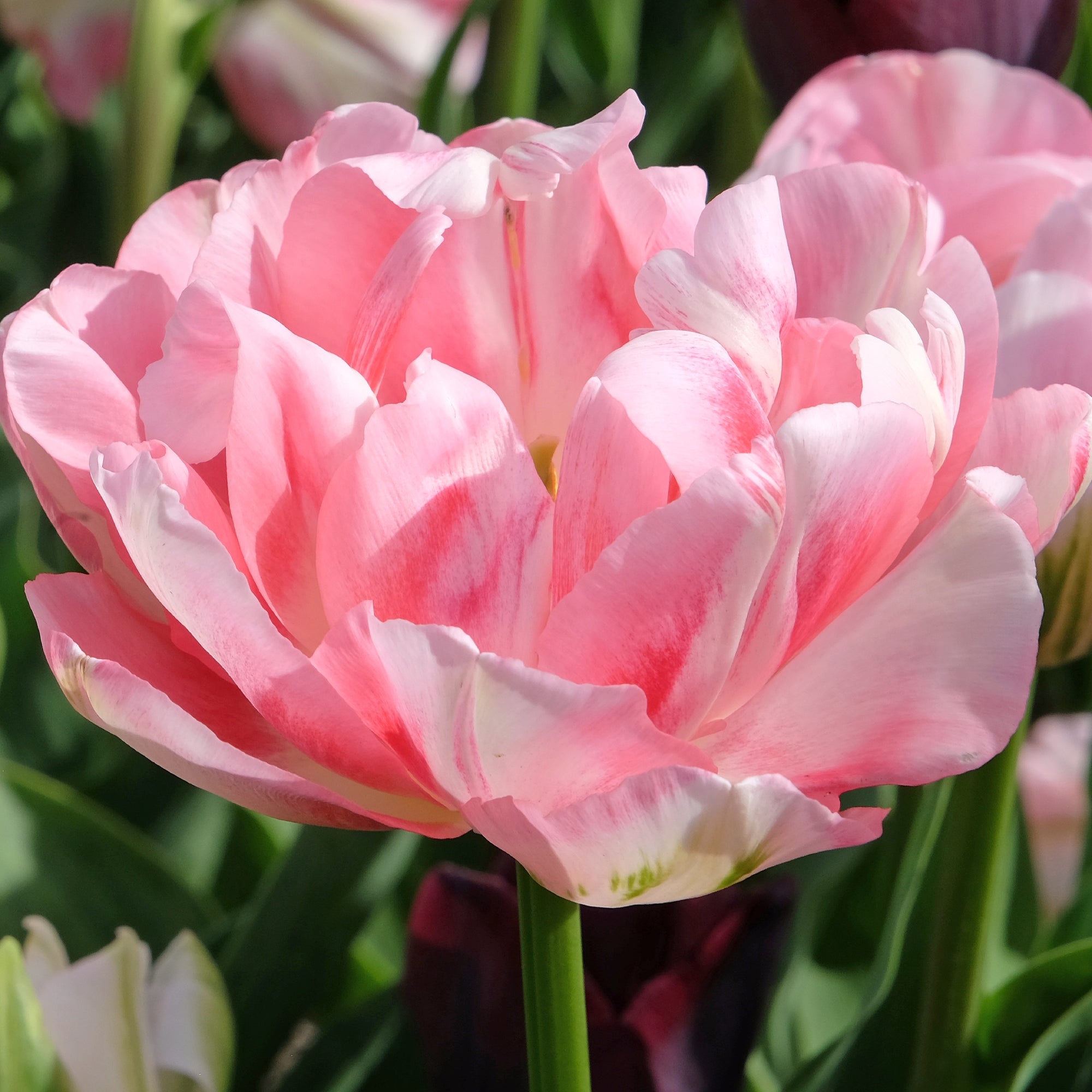 Sternblume Flower Sternbergia lutea Seeds for Planting in Flower Bed & Garden