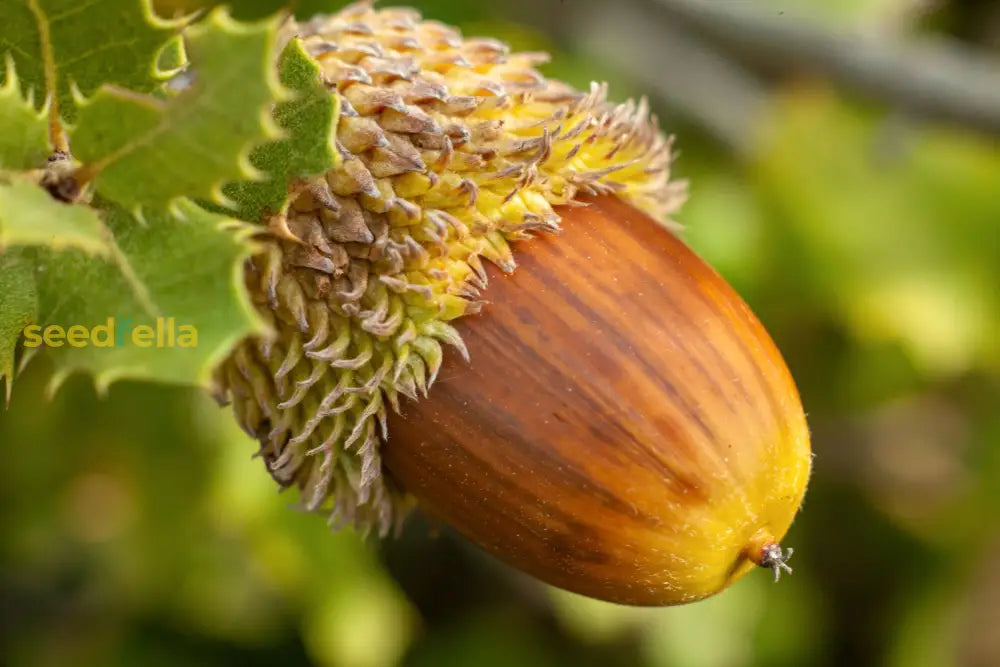 Oak Tree Seeds - Complete Planting Guide For Strong Healthy Growth Plant Seeds