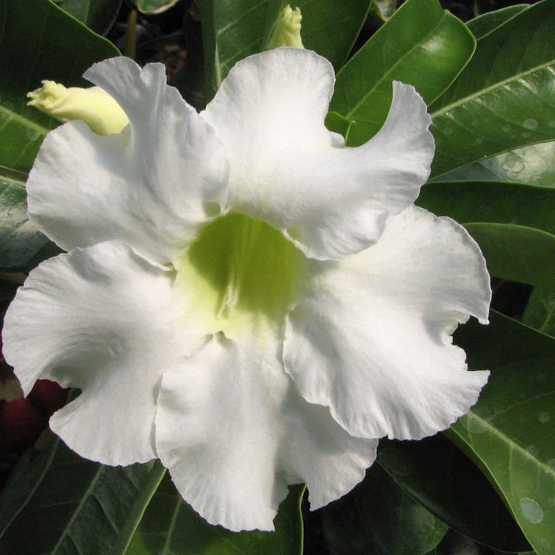 Heirloom Adenium Flower seeds for Planting Hardy Variety Heirloom & GMO Free Seeds for Home Garden