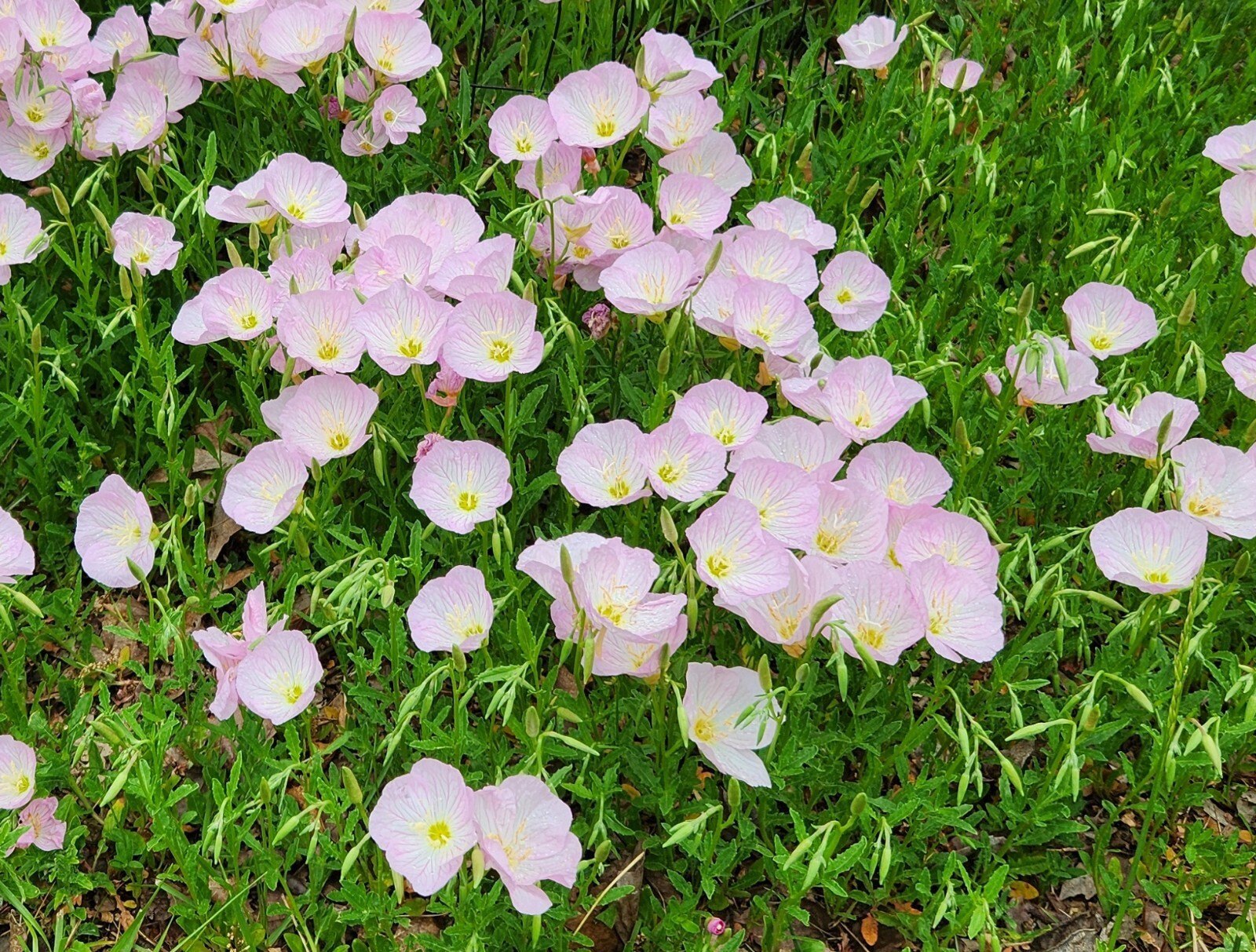 Oenothera speciosa (Mexican or Showy Evening Primrose)Flower Seeds for Planting Flower seeds for Planting Bright Blooms