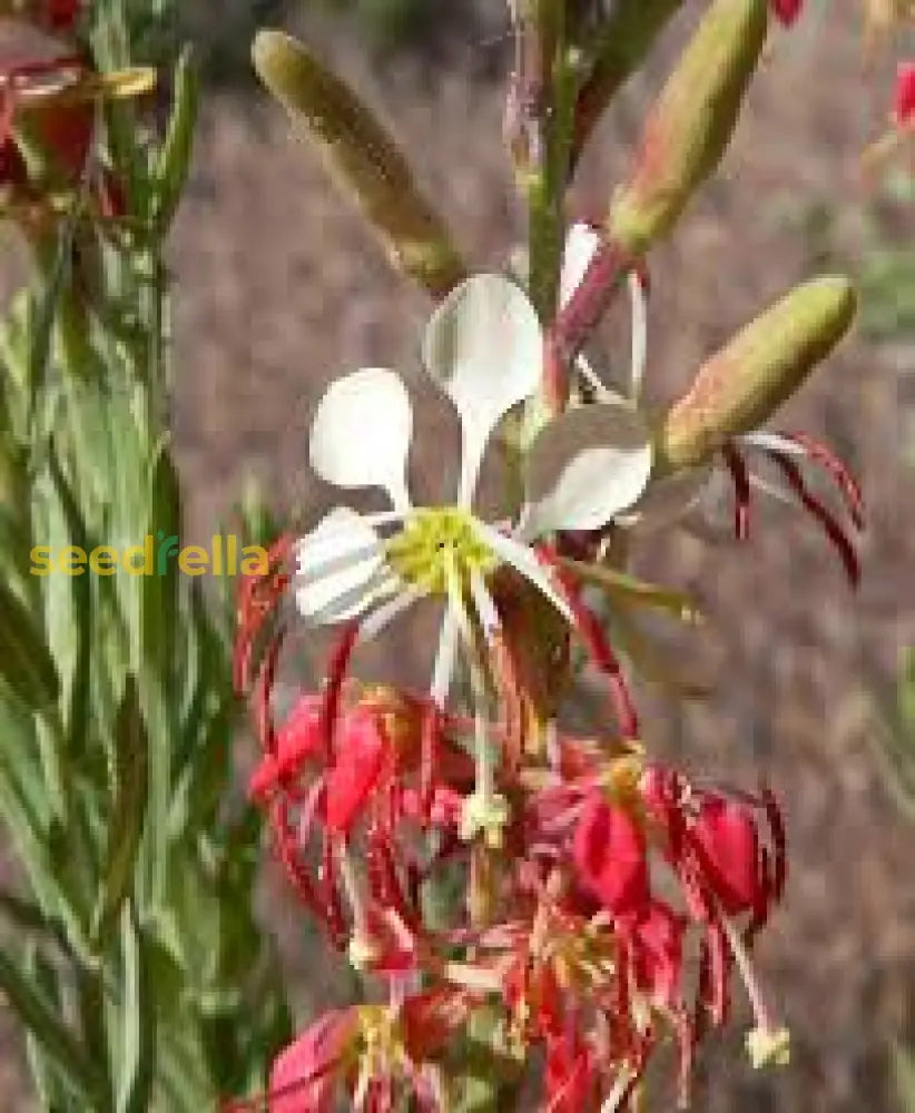 Oenothera Suffrutescens Flower Seeds  Evening Primrose Planting For Vibrant Garden Blooms
