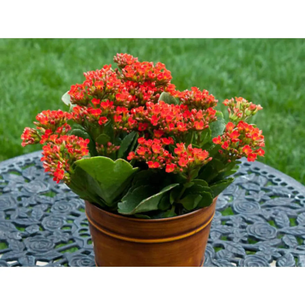 Red Kalanchoe Humilis Flower seeds for Planting - Low Maintenance, Heirloom & GMO Free Seeds for Home Garden