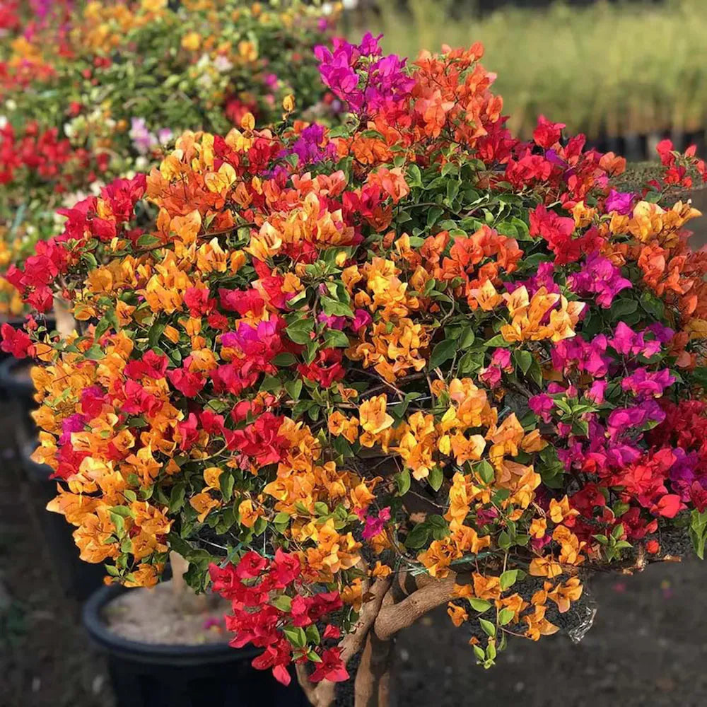 MultiColour Bougainvillea Flower Seeds for Planting Cottage Garden Essential Heirloom & GMO Free Seeds for Home Garden
 
 Sale