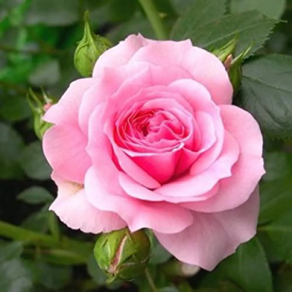 Light Pink Rose Tree Flower Seeds for Planting Garden Favorite Heirloom & GMO Free Seeds for Home Garden
 
 Sale