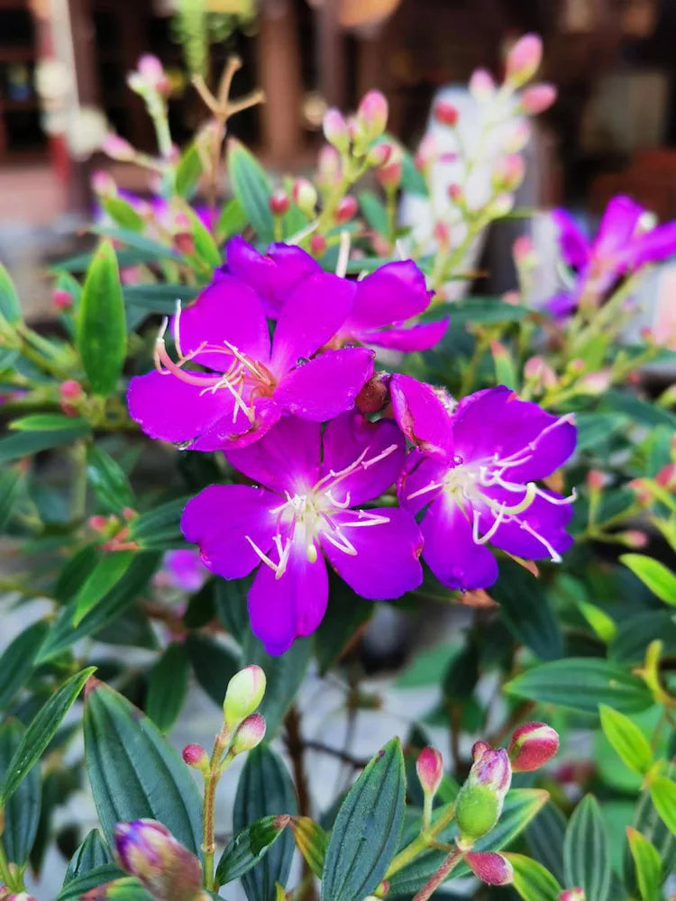 Purple Tibouchina Flower seeds for Planting - Shade Tolerant, Heirloom & GMO Free Seeds for Home Garden