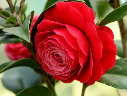 Camellia Flower Seeds Red Flower seeds for Planting - Cottage Garden Essential, Heirloom & GMO Free Seeds for Home Garden