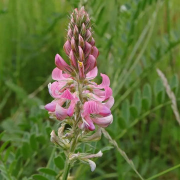 Heirloom Sainfoin Flower seeds for Planting - Pollinator Friendly, Heirloom & GMO Free Seeds for Home Garden