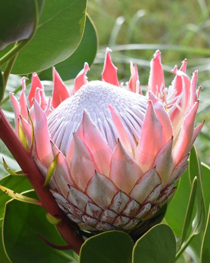 Protea Flower seeds for Planting - Sun Loving, Heirloom & GMO Free Seeds for Home Garden