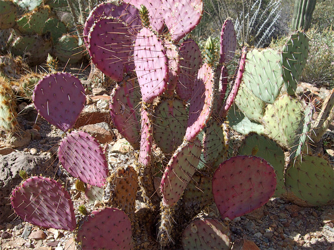 Opuntia Chlorotica Seeds for Planting  Mixed Cactus Variety