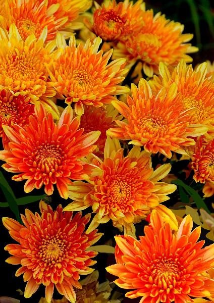 Orange Chrysanthemum Flower seeds for Planting - Hardy Variety, Heirloom & GMO Free Seeds for Home Garden