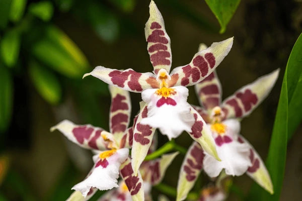 Cream Eggs Baby Orchid Flower seeds for Planting - Easy to Grow, Heirloom & GMO Free Seeds for Home Garden
