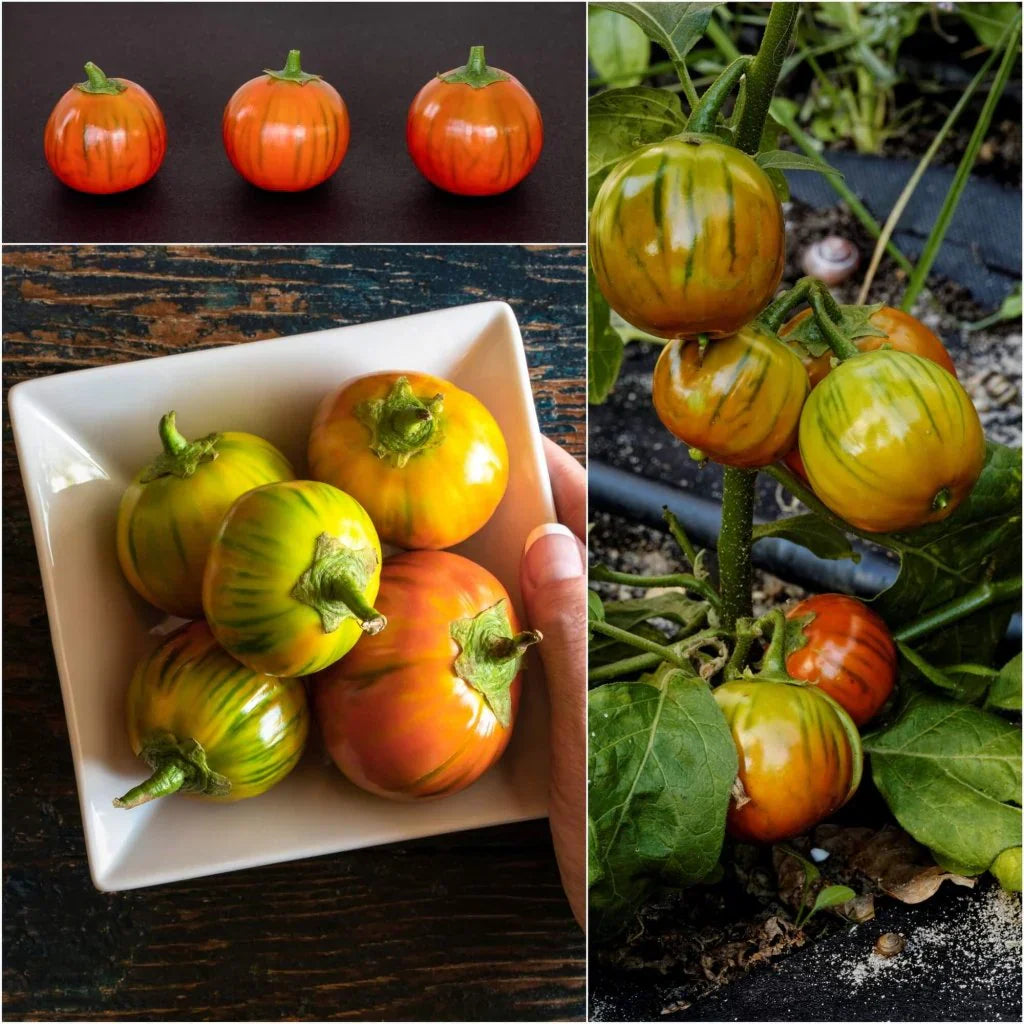 Step-by-Step Guide for Planting Orange Eggplant Sweet Fruit Seeds in Your Garden