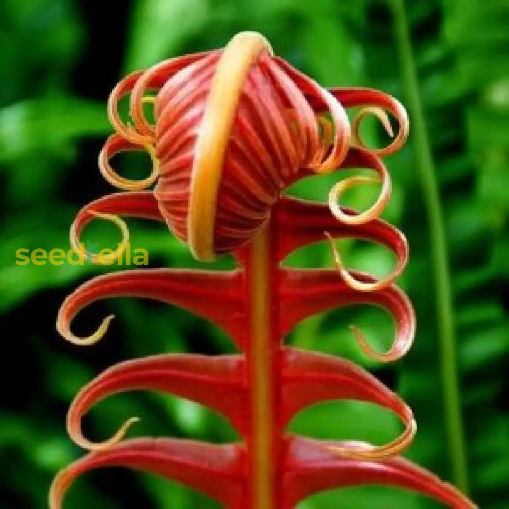 Orange Fern Seeds For Planting Plant Seeds