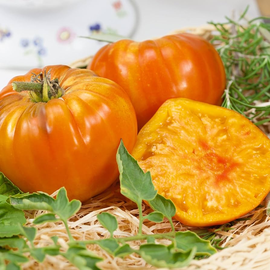 Amana Orange tomatoes growing on plant