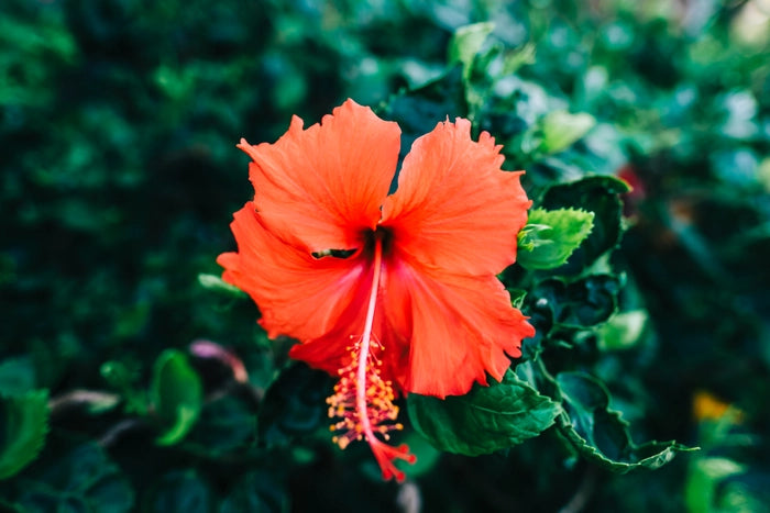 Hibiscus Flower Seeds in Orange Flower seeds for Planting - Low Maintenance, Heirloom & GMO Free Seeds for Home Garden