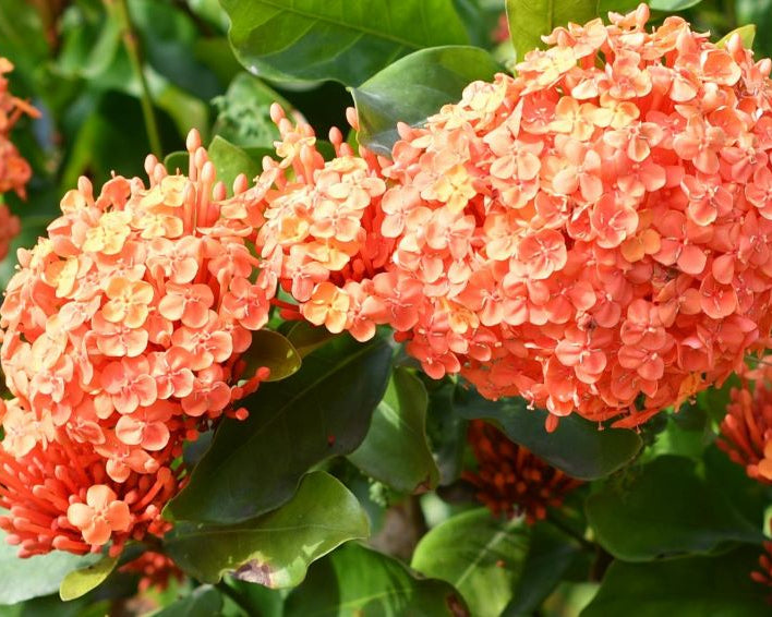 Hydrangea Orange Flower seeds for Planting - Wildflower Mix, Heirloom & GMO Free Seeds for Home Garden