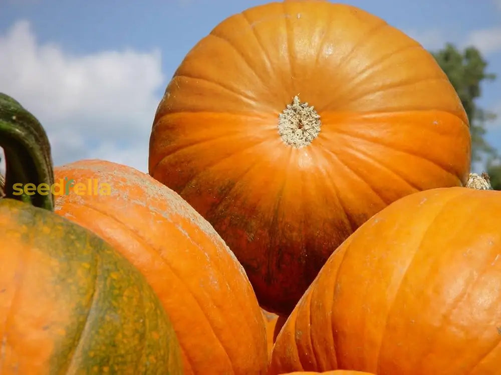 Orange Knucklehead Pumpkin Seeds For Planting Vegetable Seeds