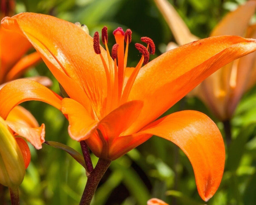 Lilium Flower seeds for Planting Garden Favorite Heirloom & GMO Free Seeds for Home Garden 
 
 Sale for planting in home garden