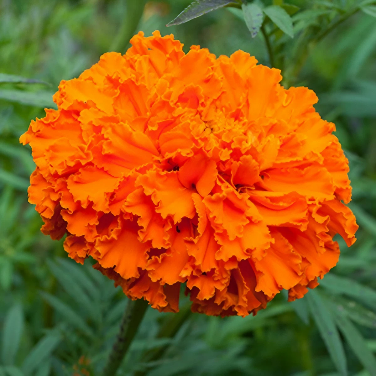 Marigold Flower seeds for Planting Garden Favorite Heirloom & GMO Free Seeds for Home Garden