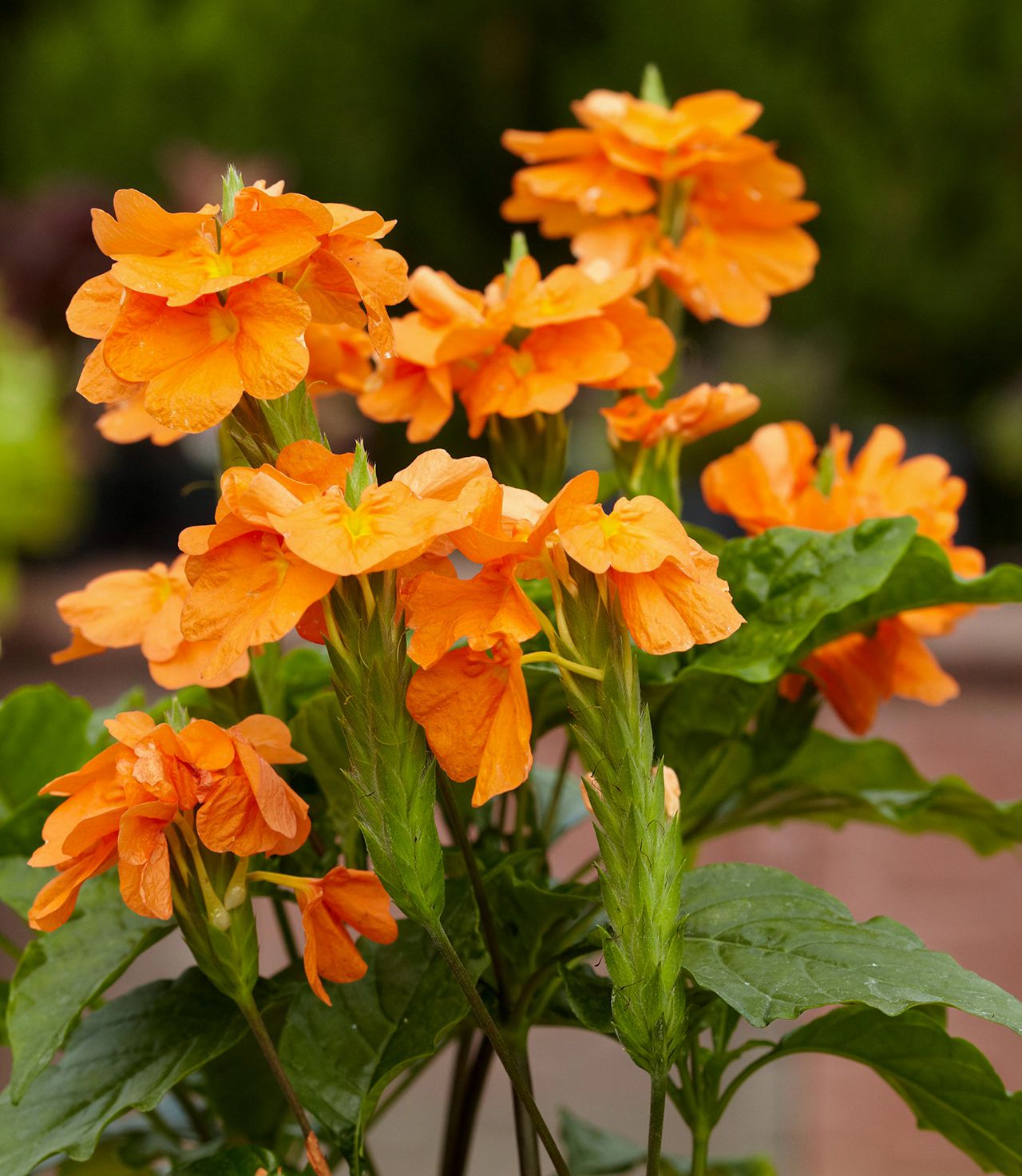 Orange Marmalade Flower seeds for Planting - Cut Flower Favorite, Heirloom & GMO Free Seeds for Home Garden