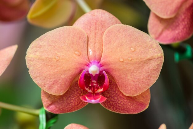 Peach Phalaenopsis Orchid Flower seeds for Planting - Perfect for Borders, Heirloom & GMO Free Seeds for Home Garden