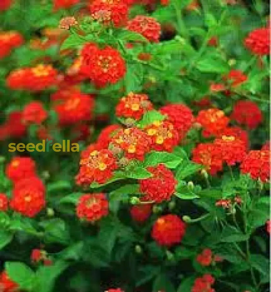 Orange Red Lantana Flower Planting Seeds - Vibrant And Resilient Garden Blooms