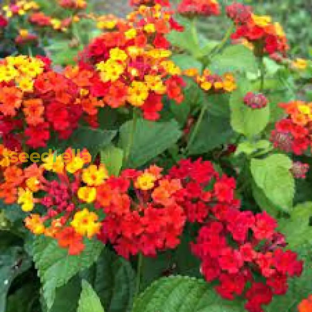 Orange Red Lantana Flower Planting Seeds - Vibrant And Resilient Garden Blooms