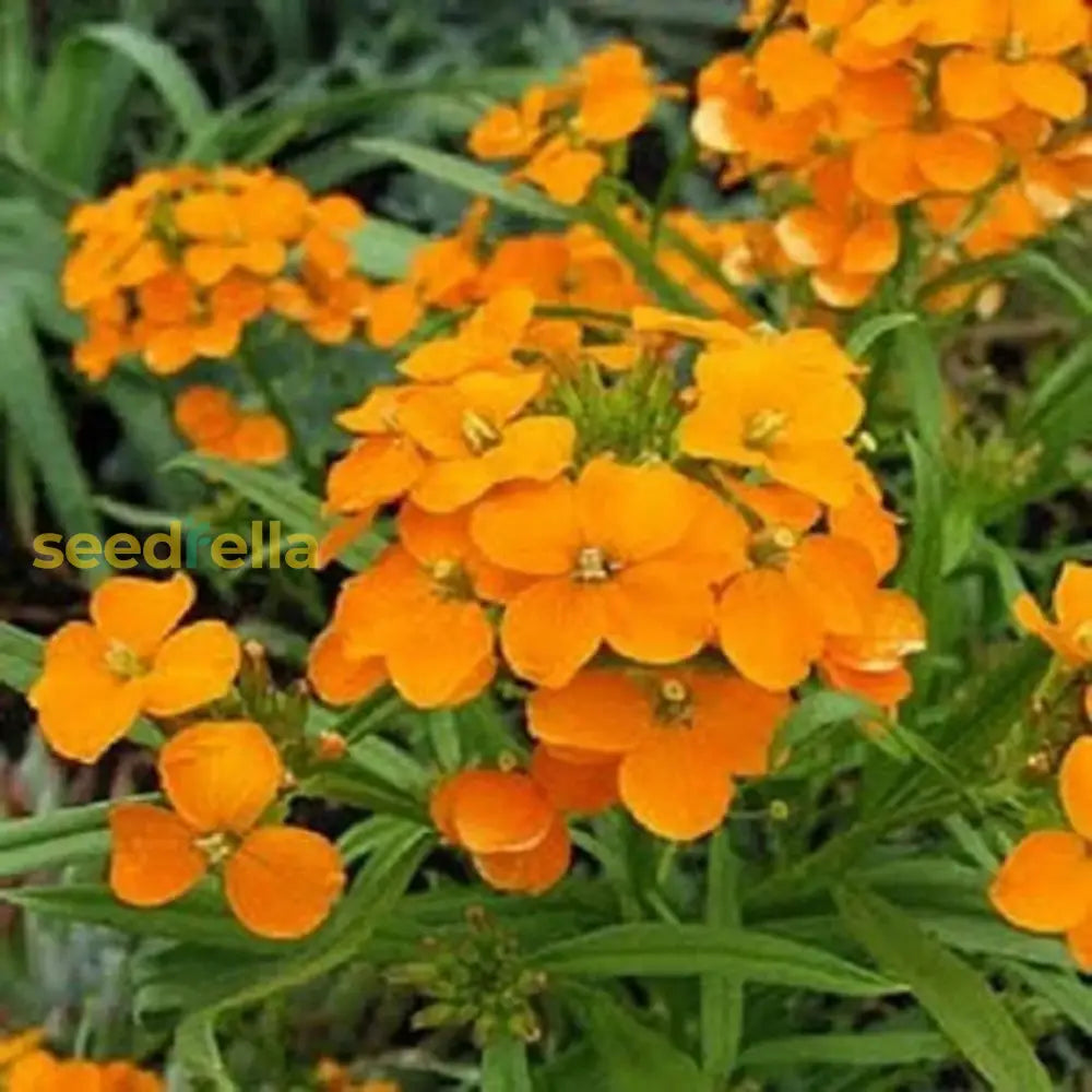 Orange Siberian Seeds For Flower Planting Plant Seeds