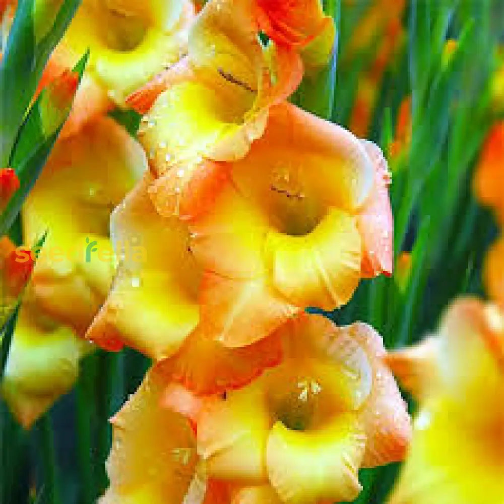 Orange Yellow Gladiolus Seeds For Planting  Vibrant Garden Blooms Flower